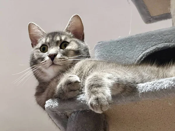 Meraklı Tekir Kedi Bakışlarıyla Kedi Ağacına Uzanıyor