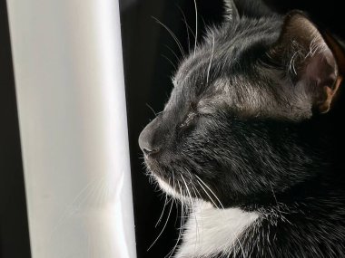 Serene Siyah ve Beyaz Kedi Işık Terapisi, Huzurlu Evcil Hayvan Sağlığı Konsepti