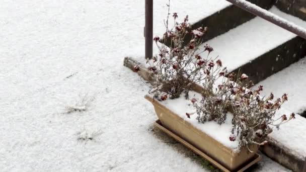 冬のジェントルタッチ 雪片はプランターで花を漂流し 季節の変化をマーキング — ストック動画