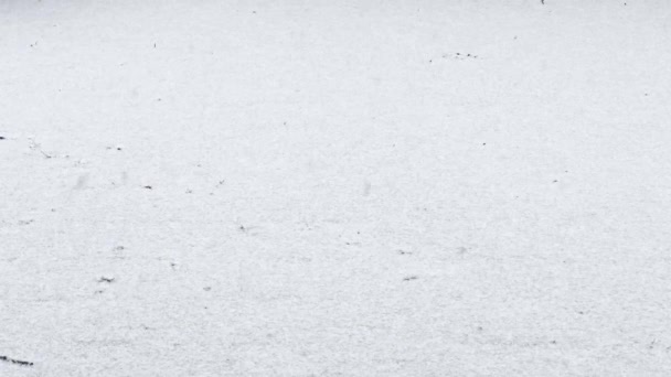 雪の舞踊を和らげる プリスティン雪の表面に落ちる雪片のクローズアップ — ストック動画