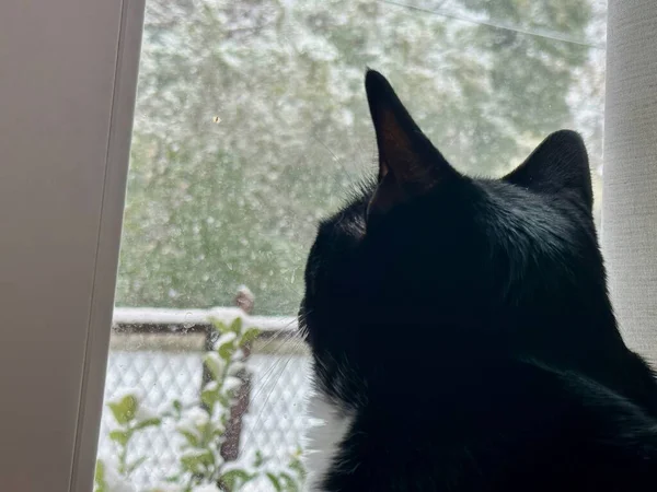 Pensive Black Cat Silhouetted Against Window, Observing the Tranquil Snowy Day Outside