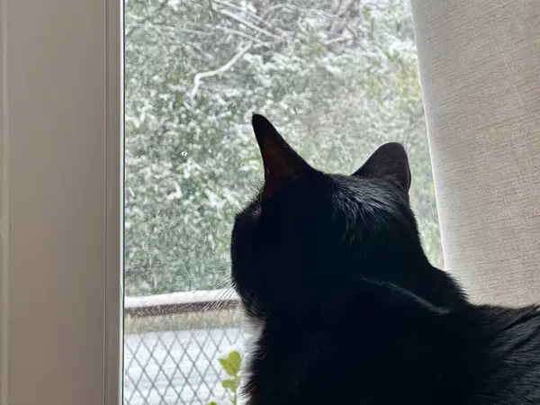 Contemplative Black Cat Gazing Out at a Snowy Landscape Through a Window, Indoor Comfort Meets Winter Wonder