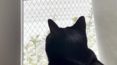 Karlı bir Görüntü 'ye Samimi Kapalı Bakış: Kara Kedi Kışın İlk Karını İzliyor