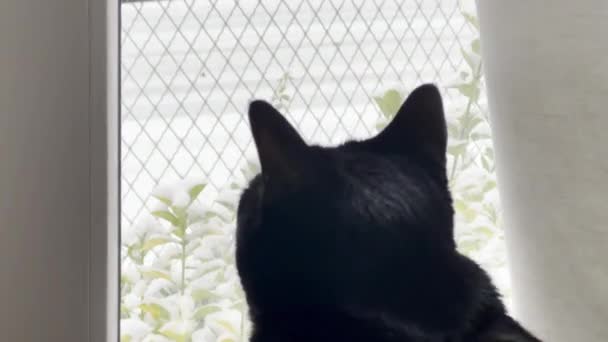 흐림에 아늑한 겨울의 내리는 고양이 — 비디오