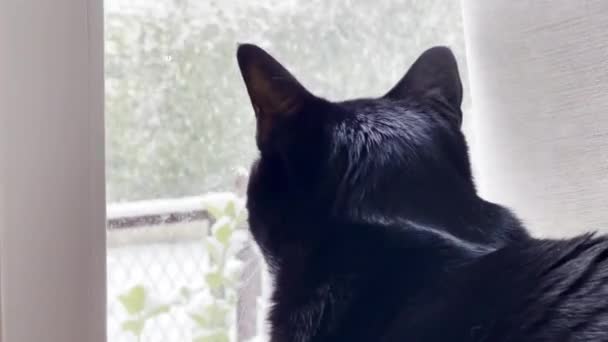 Przytulne Spojrzenie Śnieżną Rozmazkę Czarny Kot Oglądający Pierwszy Śnieg Zimie — Wideo stockowe