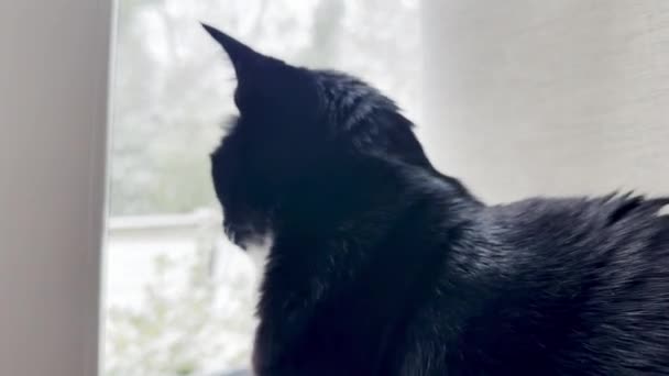 Уютная Внутренняя Газировка Снежного Блеска Черная Кошка Наблюдающая Первым Зимним — стоковое видео