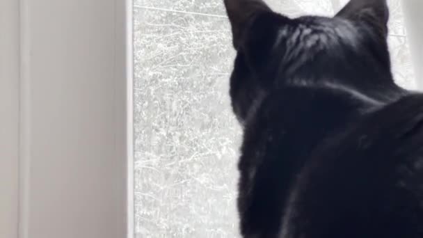 Cozy Indoor Gaze Snowy Blur Black Cat Watching Winter First — Stock Video