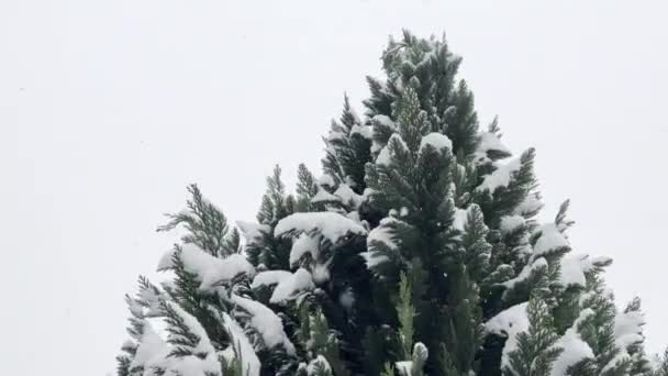 Majestuoso Evergreen Pie Bajo Suave Cascada Copos Nieve Retrato Invierno — Vídeo de stock
