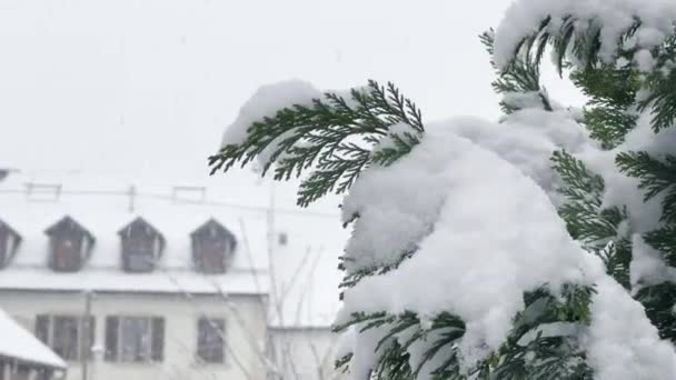 Wintermantel Dicke Schneedecke Bedeckt Immergrüne Zweige Mit Historischem Gebäude Weichen — Stockvideo