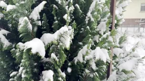 Eleganza Sempreverde Neve Fresca Che Adorna Lussureggiante Cespuglio Conifera Tocco — Video Stock