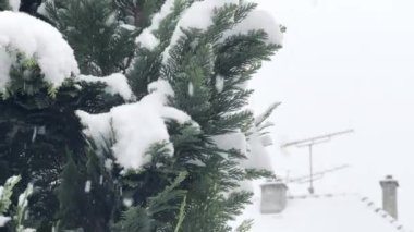 Kış 'ın Yumuşak Peçesi: Kar Taneleri Düşen Kar Torbası Dalları, Uzakta Çatı Antenleri ve Bacaları