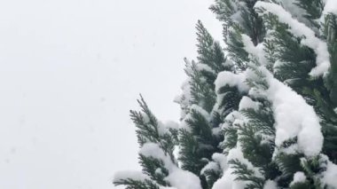 Evergreen 'e inen Kar Taneleri: Karla Dolu Bir Kış Görüntüsü
