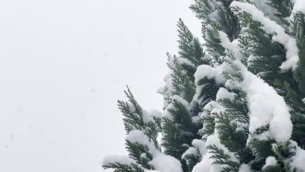 エバーグリーンで雪が降る 雪で満たされた空の冬のスナップショット — ストック動画