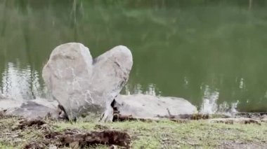 Tranquil Waterside 'dan Natural Heart-Shaped Rock: Doğada Aşkın Sembolü