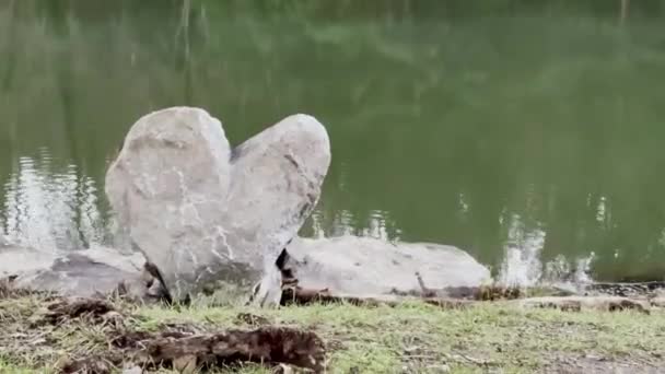 平静水边的天然心形岩石 大自然之爱的象征 — 图库视频影像
