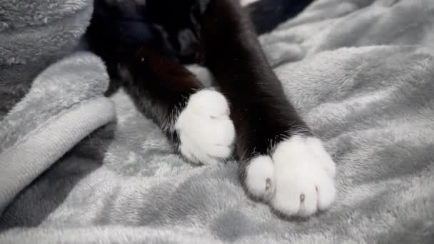 Slumbering Black Cat Twitching White Paws Peaceful Dream Sequence Captured — Stock Video