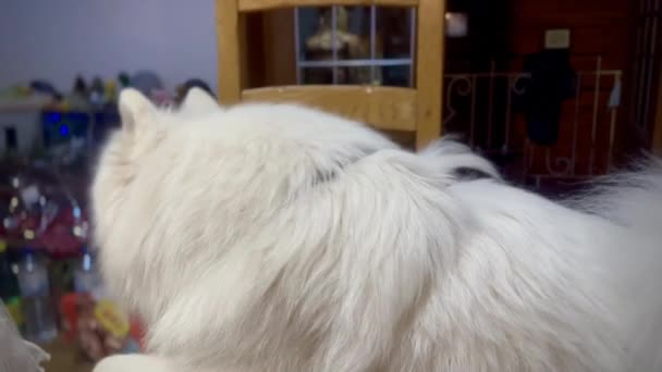 Pofuduk Beyaz Samoyed Köpek Kameraya Sıcak Bir Bakışla Gülümsüyor Ortamına — Stok video