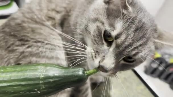 Curious Tabby Cat Interacting Fresh Cucumber Slow Motion Capturing Feline — Stock Video