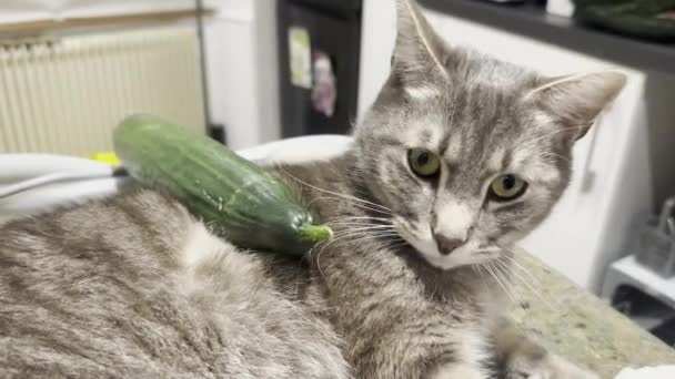 Hravé Tabby Cat Angažuje Okurkou Povedeném Pomalém Pohybu — Stock video