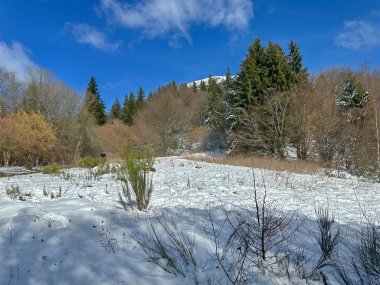 Kış Harikalar Diyarı. Kar kaplı zemin ve açık mavi gökyüzü altında yemyeşil ağaçlar.