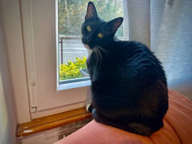 Pencere kenarında oturan, dışarıyı seyreden Yeşil Gözlü Meraklı Kara Kedi