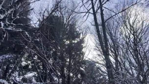 ウィンターウォークの視点 森を介した日光フィルタリングに対する雪に覆われた支線 — ストック動画