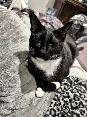 Zarif Siyah ve Beyaz Kedi Bir Regal Pozu ile Yumuşak Gri Battaniyede Dinleniyor