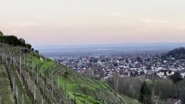 Vignobles Guebwiller Coucher Soleil Avec Vue Panoramique Sur Plaine Alsacienne — Video