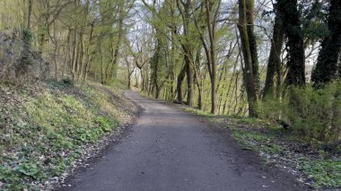 Huzurlu Yolculuk: Bir Orman Yolu 'nda Işık ve Gölgenin Dansını Yakalamak