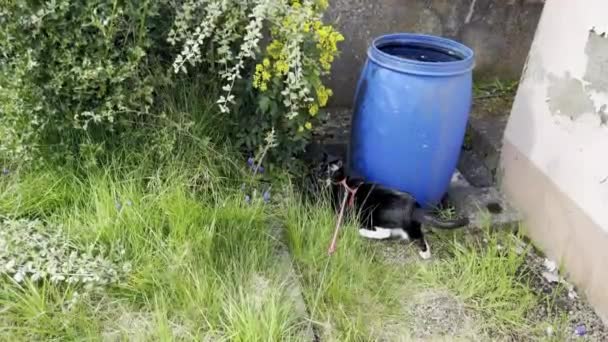 Curious Cat Prowl Exploring Garden Wilds Next Vivid Blue Barrel — стоковое видео