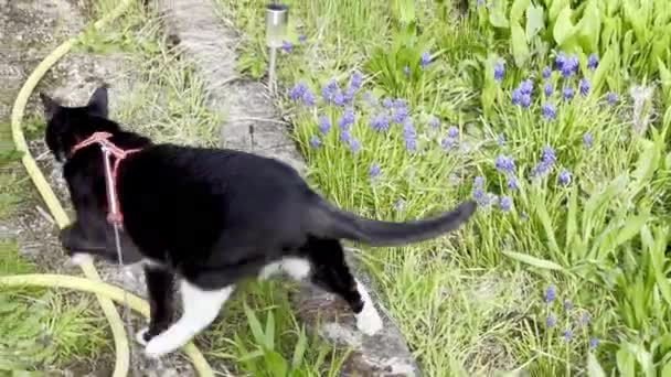 Curioso Esmoquin Gato Con Correa Explorando Vibrante Jardín Primavera — Vídeos de Stock
