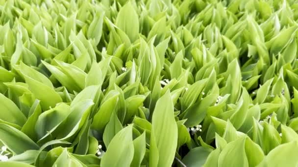 Canlı Yeşil Deniz Vadi Zambağı Beyaz Çiçeklerin Serpintileriyle Yapraklar — Stok video