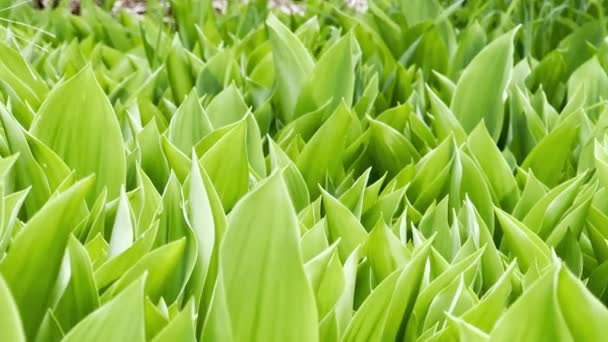 Emerald Blades Sharp Geometry Lily Valley Leaves Springtime Splendor — Stock Video