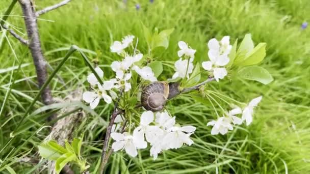 Delicadeza Natureza Caracol Admira Delicadas Flores Cerejeira Primavera — Vídeo de Stock