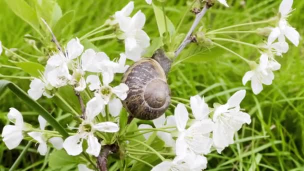 자연의 달팽이는 섬세한 벚꽃을 감상합니다 — 비디오