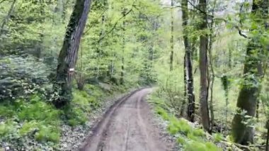 Orman Yolu Davet Ediyor İlkbahar Ormanı 'ndan geçiyor Taze Yeşillik Yolu Vurguluyor