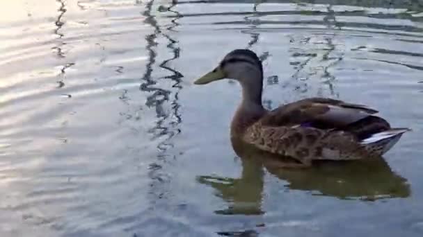 Tranquil Duck Gliding Ανακλαστικά Νερά Ήπια Κυματισμούς Και Μαλακή Λεπτομέρεια — Αρχείο Βίντεο