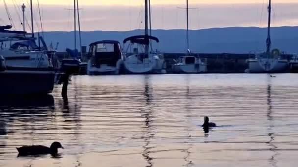 フランス ソノン バインズ フランス 2018年8月16日 トノン バインズ港で夕暮れ 夕暮れの光の中の船の平和なコット — ストック動画