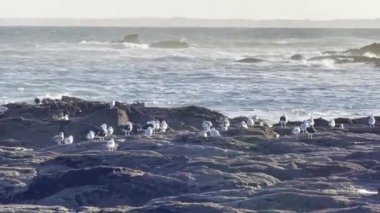 Kıyı Dinginliği: Deniz kuşları Cte Sauvage 'ın Rocky sahillerinde toplanıyor, Quiberon Çarpışan Dalgaların Arkasına Karşı
