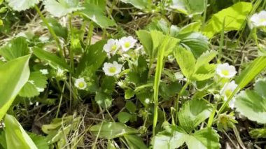 Canlı Vahşi Çilek Çiçekleri Güneş Işığı Altında Gelişiyor, Zarif Beyaz Çiçeklerine Yakından Bir Bakış Alıyor
