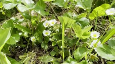 Canlı Vahşi Çilek Çiçekleri Güneş Işığı Altında Gelişiyor, Zarif Beyaz Çiçeklerine Yakından Bir Bakış Alıyor