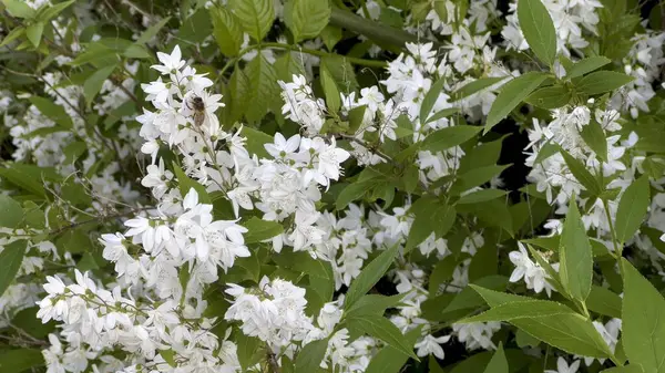 stock image Busy Bees Pollinating Deutzia Gracilis: A Vibrant Display of White Blossoms Amidst Lush Green Leaves