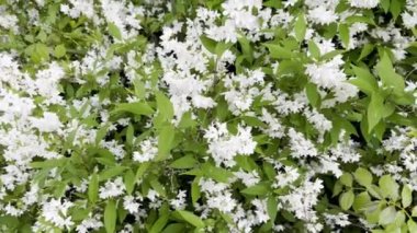 Meşgul Arılar Deutzia Gracilis 'i Tozlaştırıyor: Yemyeşil Yaprakların Ortasında Beyaz Çiçeklerin Canlı Gösterimi