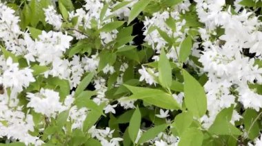 Meşgul Arılar Deutzia Gracilis 'i Tozlaştırıyor: Yemyeşil Yaprakların Ortasında Beyaz Çiçeklerin Canlı Gösterimi
