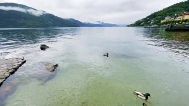 Ördekler Maggiore Gölü 'nün Net Sularında Yüzüyor Puslu Dağlar ve Yeşillik, Cannobio, İtalya