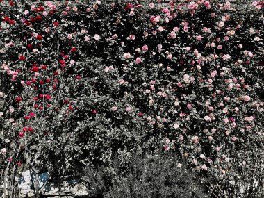 Canlı Kırmızı Duvar ve Pembe Güller Sükunet Bahçesi 'ndeki Taş Bir Arkaplan Karşısında Çiçek Açtı