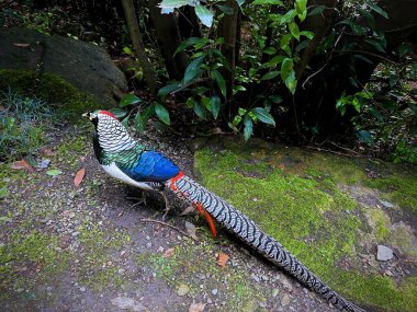 Güzel Leydi Amherst 'in Sülünü Yeşillik Yeşil Orman' da Canlı Plumage Gösteriyor