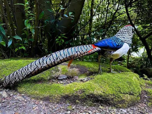 Güzel Leydi Amherst 'in Sülünü Yeşillik Yeşil Orman' da Canlı Plumage Gösteriyor