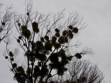 Kış manzarasında Bulutlu Gökyüzüne karşı Ökse otlu Siluetli Ağaçlar