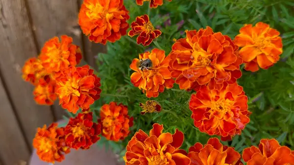 Canlı Turuncu Marigold Çiçekleri Bahçede Tozlaşan Yabanarısı Çiçekleri